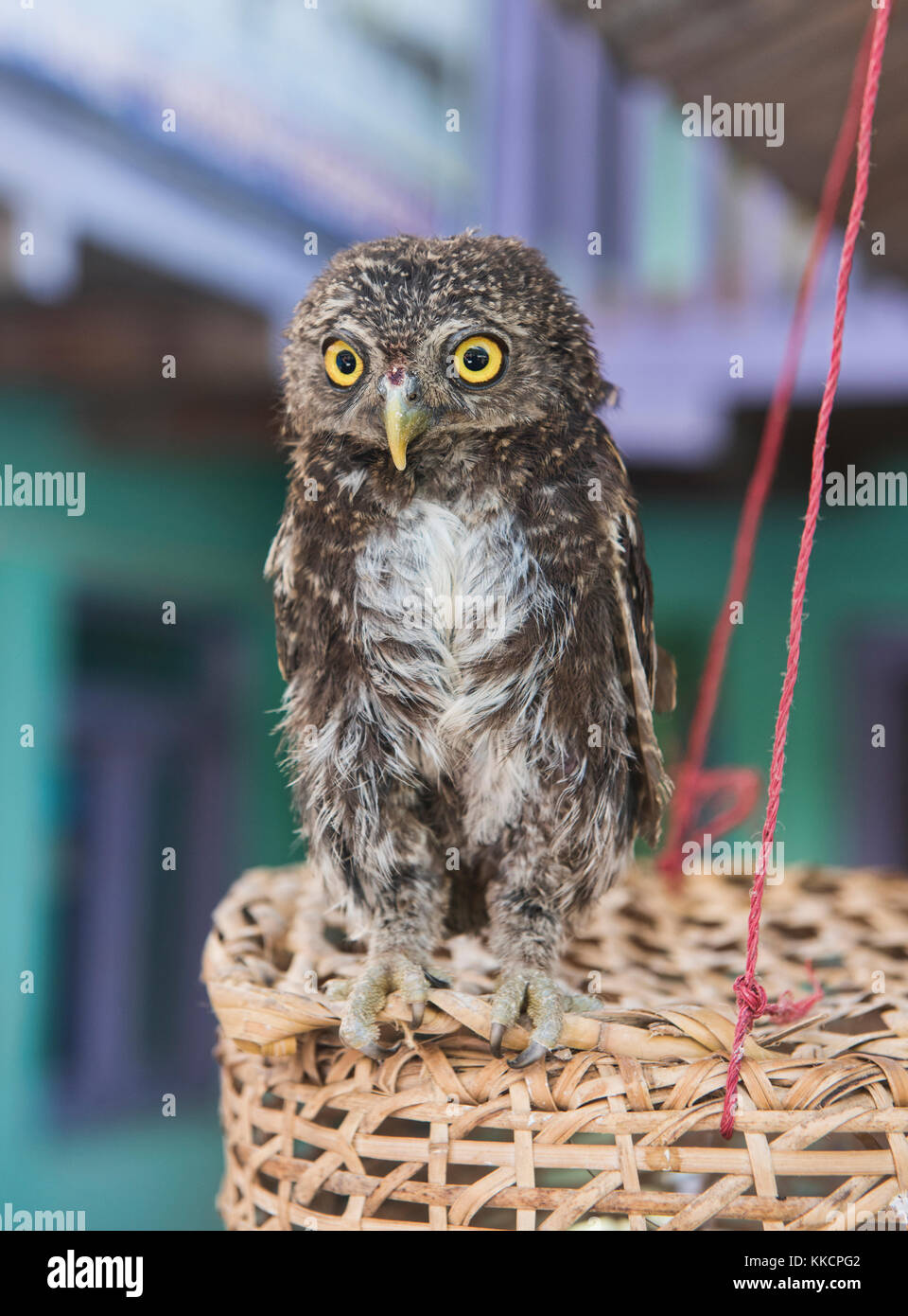 Baby owlet in einem Dorf entlang der manaslu Circuit, Nepal Stockfoto