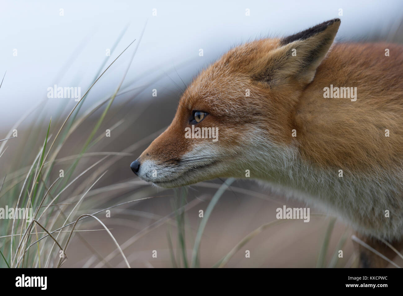 Red Fox/Rotfuchs (Vulpes vulpes), Erwachsene, schauen neugierig, konzentriert, entspannte Ohren, Natur, Nahaufnahme, Porträt, Wildlife, Europa Stockfoto