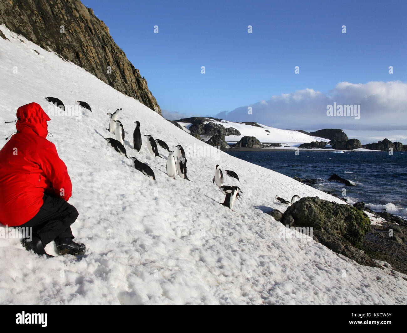Adventure Tourist in der Nähe agroup von kinnriemen Pinguine auf Paulet Island in der South Shetland Inseln vor der Antarktischen Halbinsel in der Antarktis. Die Stockfoto