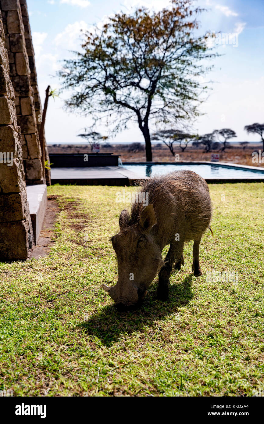 Warzenschwein Aufrechterhaltung der Gras auf Onguma The Fort, onguma Game Reserve, Namibia, Afrika Stockfoto