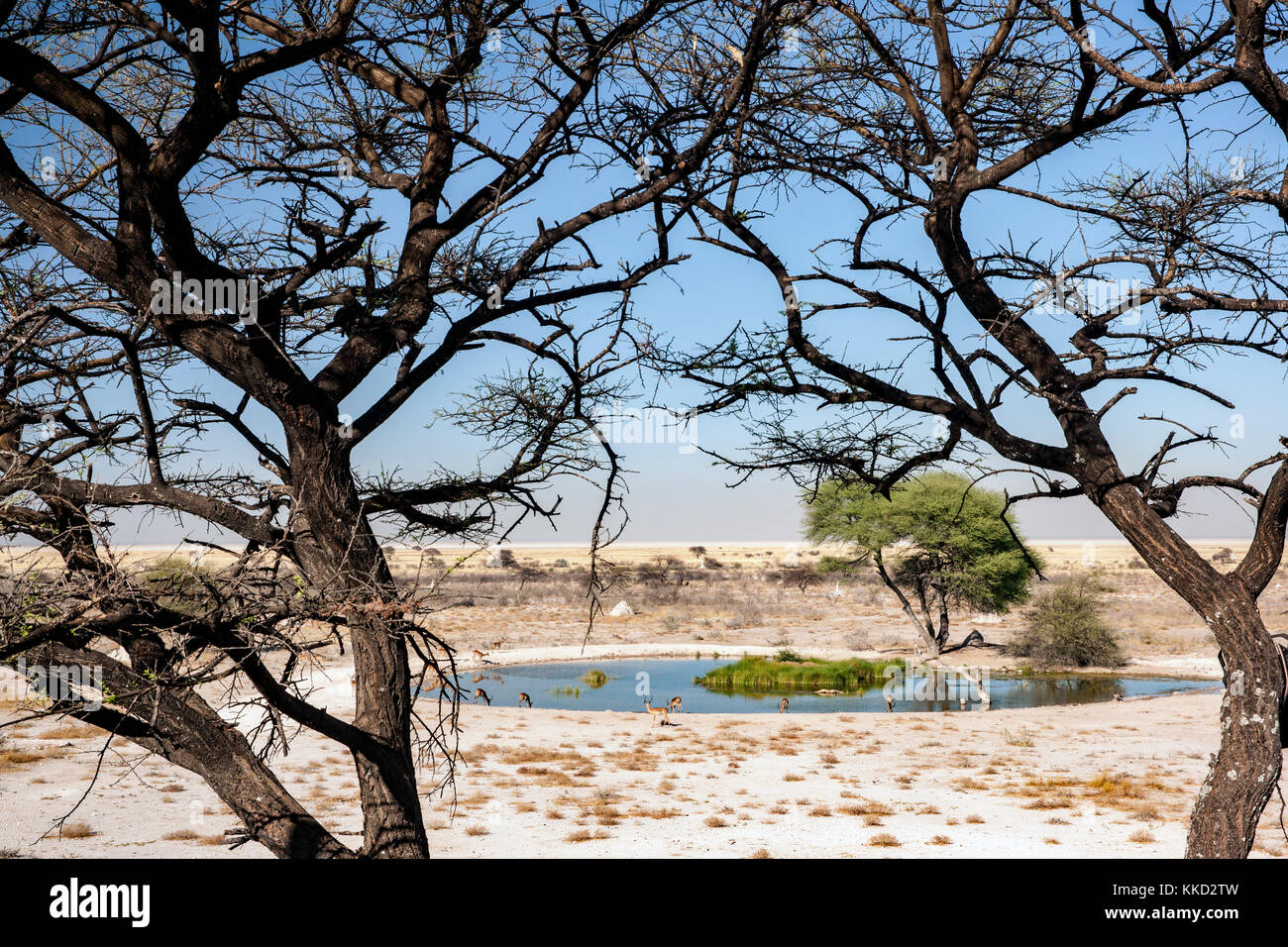 Wasserloch Aussicht auf Onguma The Fort, onguma Game Reserve, Namibia, Afrika Stockfoto