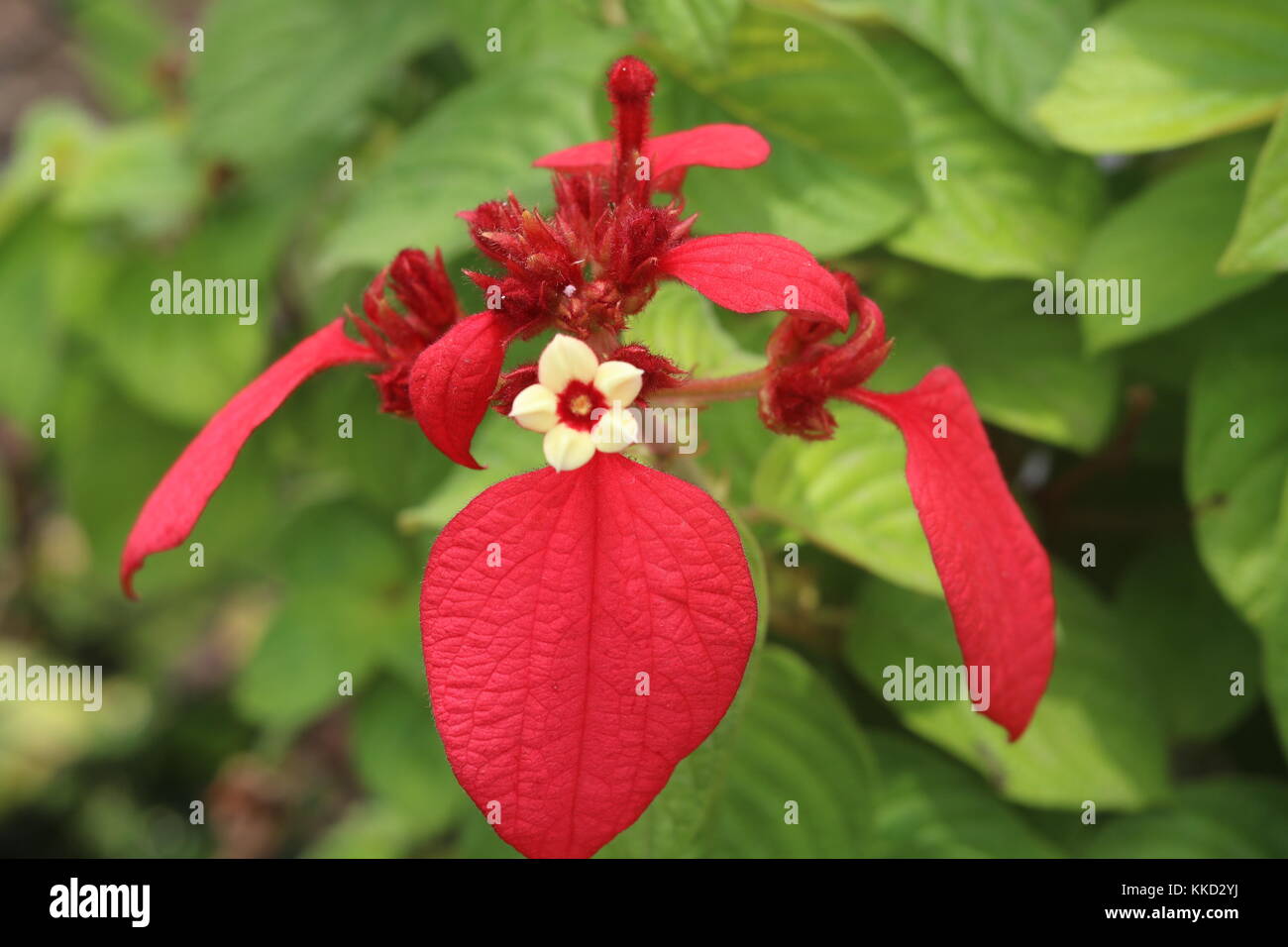 Mussaenda erythrophylla Stockfoto