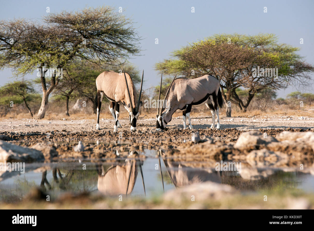 Oryx Oryx (Oryx gazella oder) - onkolo verbergen, onguma Game Reserve, Namibia, Afrika Stockfoto