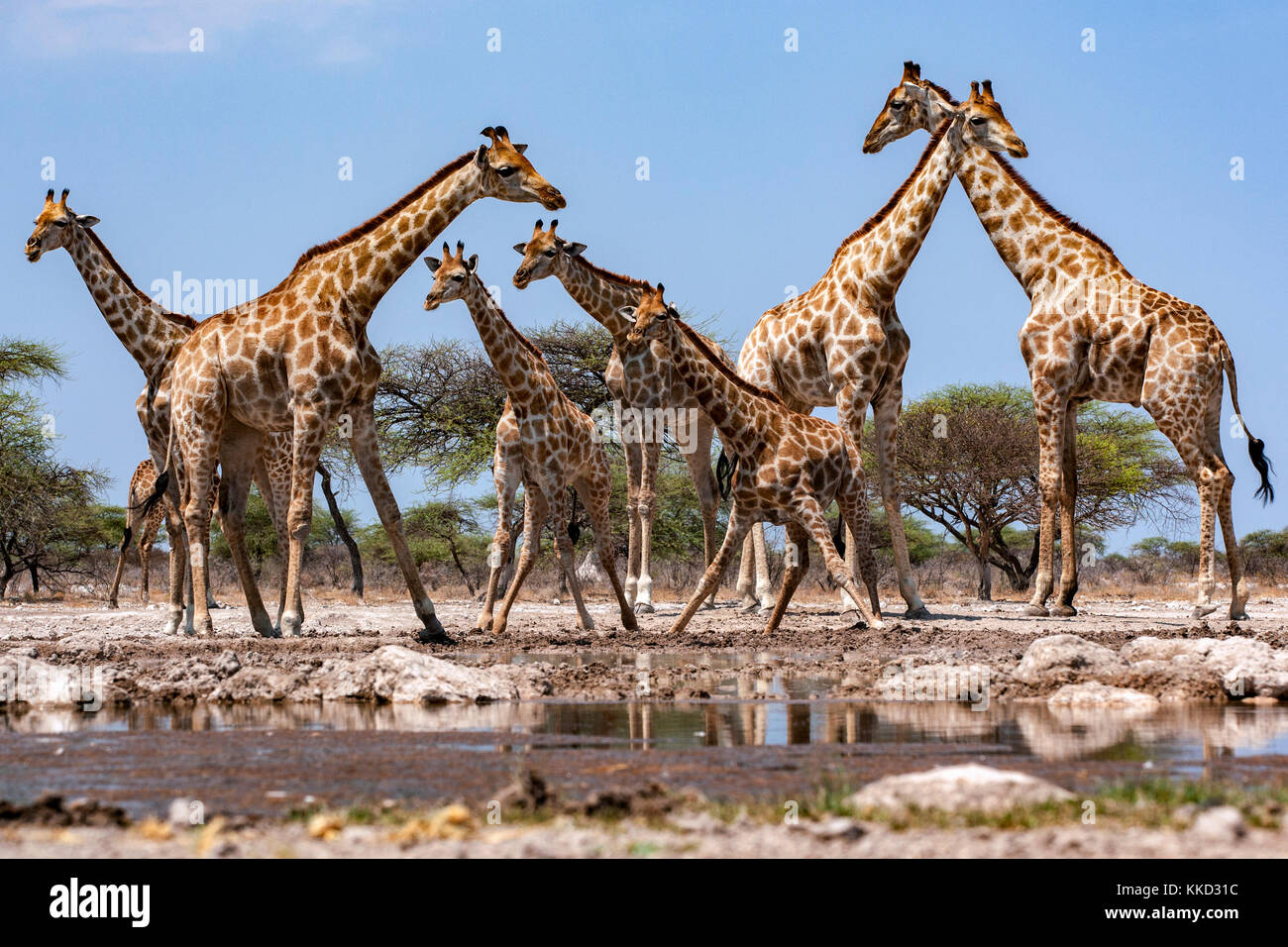 Gruppe von Giraffe in onkolo verbergen, onguma Game Reserve, Namibia, Afrika Stockfoto