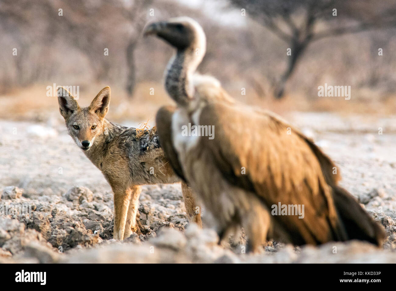 Black-backed Jackal (Canis mesomelas) und Weiß-backed Vulture (Tylose in Africanus) - onkolo Verbergen, Onguma Game Reserve, Namibia, Afrika Stockfoto