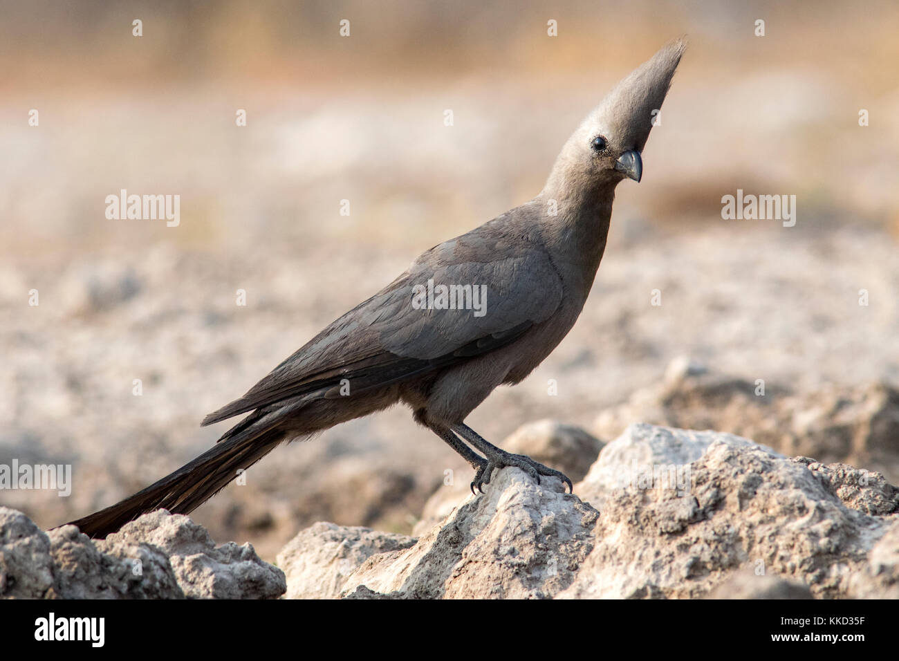 Grau-weg-bird (corythaixoides concolor) onkolo verbergen, onguma Game Reserve, Namibia, Afrika Stockfoto