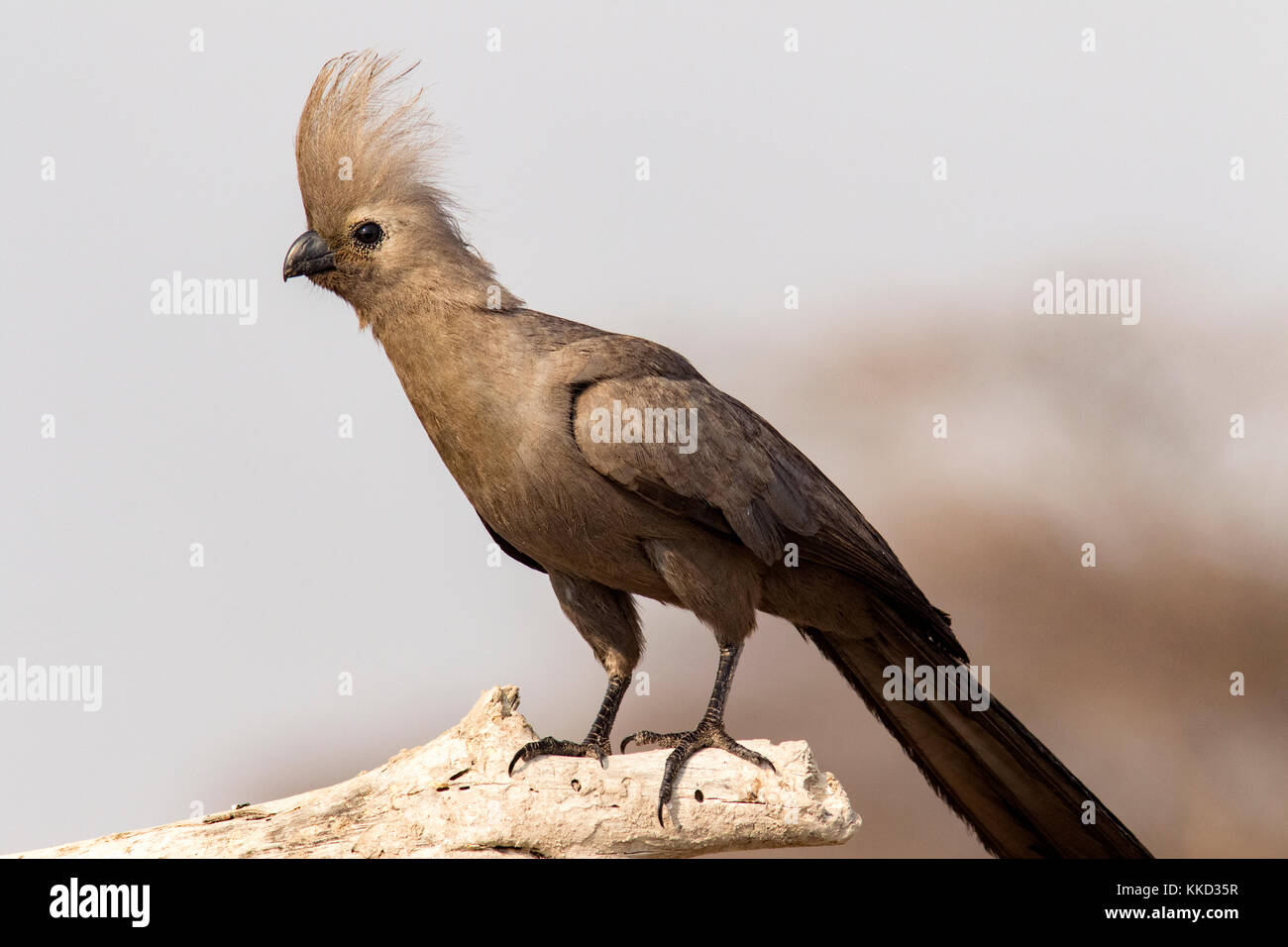 Grau-weg-bird (corythaixoides concolor) onkolo verbergen, onguma Game Reserve, Namibia, Afrika Stockfoto