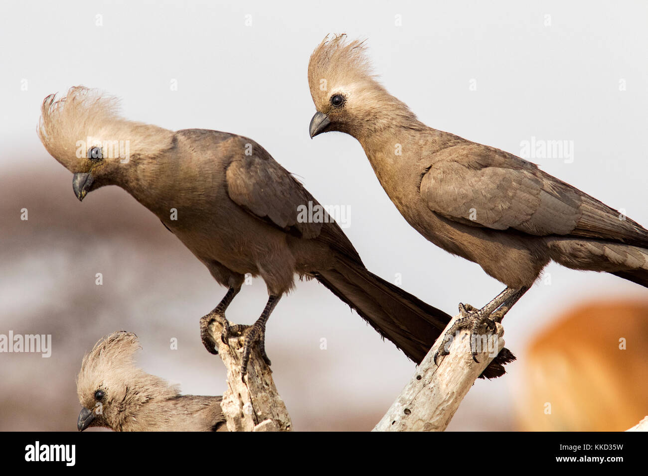 Grau-weg-bird (corythaixoides concolor) onkolo verbergen, onguma Game Reserve, Namibia, Afrika Stockfoto