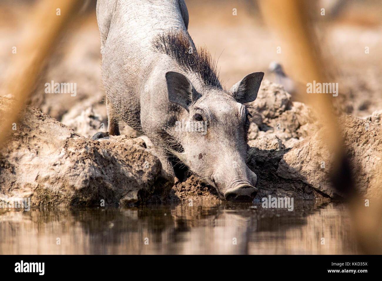 Jugendliche gemeinsame Warzenschwein (phacochoerus Africanus) trinken an onkolo verbergen, onguma Game Reserve, Namibia, Afrika Stockfoto