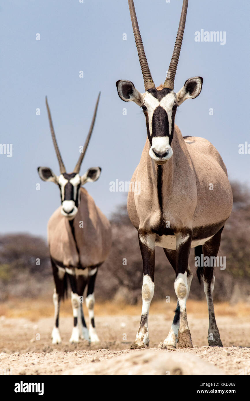 Oryx Oryx (Oryx gazella oder) - onkolo verbergen, onguma Game Reserve, Namibia, Afrika Stockfoto