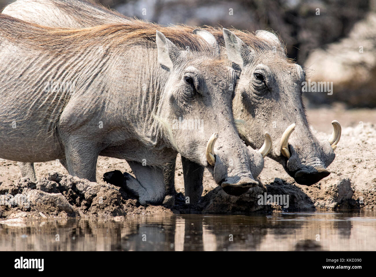 Gemeinsame Warzenschweine (phacochoerus Africanus) trinken an onkolo verbergen, onguma Game Reserve, Namibia, Afrika Stockfoto