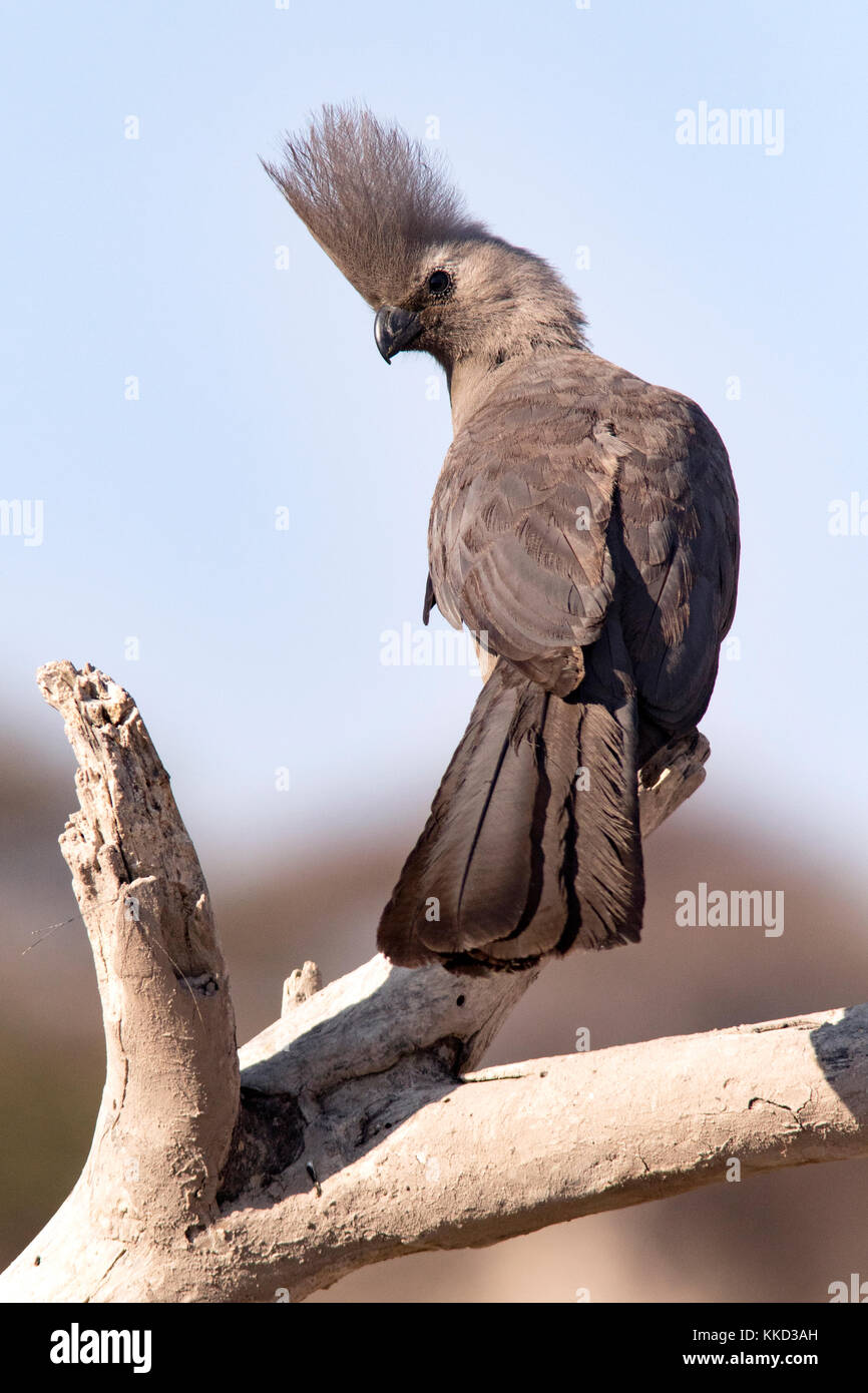 Grau-weg-bird (corythaixoides concolor) onkolo verbergen, onguma Game Reserve, Namibia, Afrika Stockfoto
