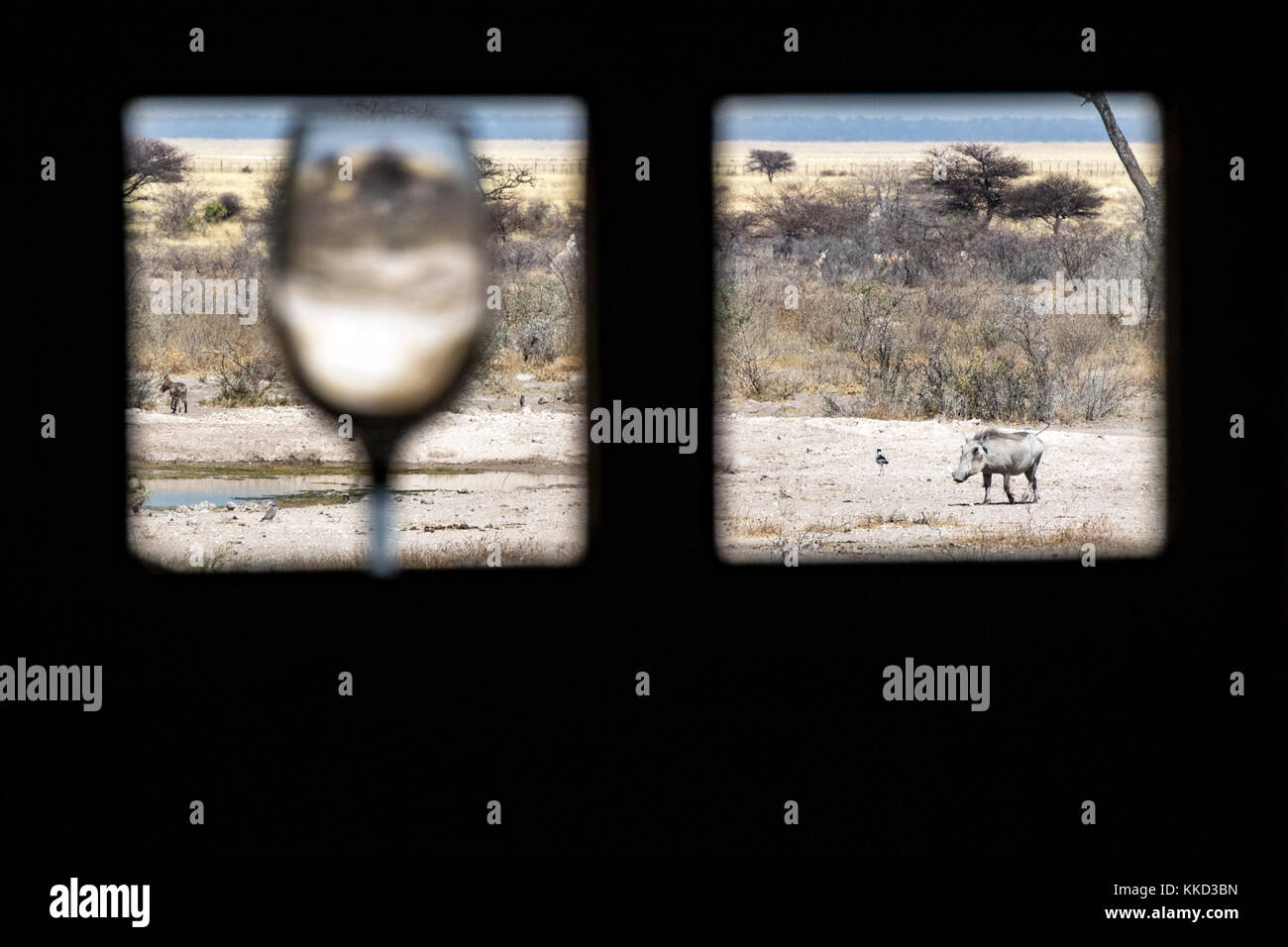 Blick durch die Fenster der Weinkeller auf Onguma The Fort, onguma Game Reserve, Namibia, Afrika Stockfoto
