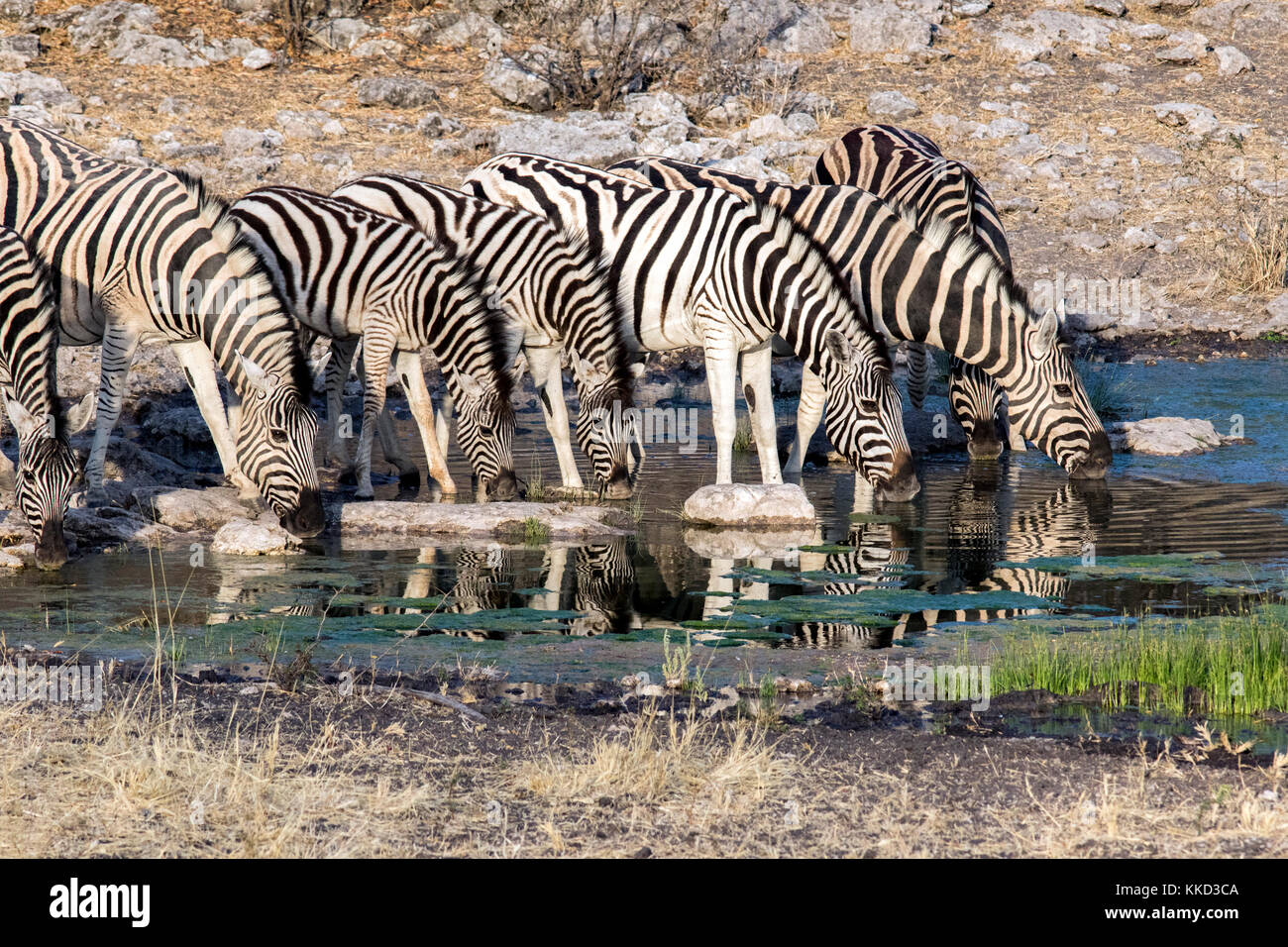 Burchell's Zebra trinken am Wasserloch - tamboti Luxus Campingplatz, onguma Game Reserve, Namibia, Afrika Stockfoto