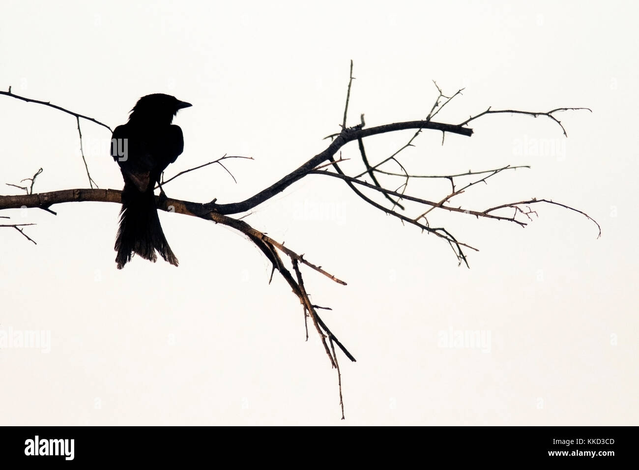 Fork-tailed drongo Silhouette in der tamboti Luxus Campingplatz, onguma Game Reserve, Namibia, Afrika Stockfoto