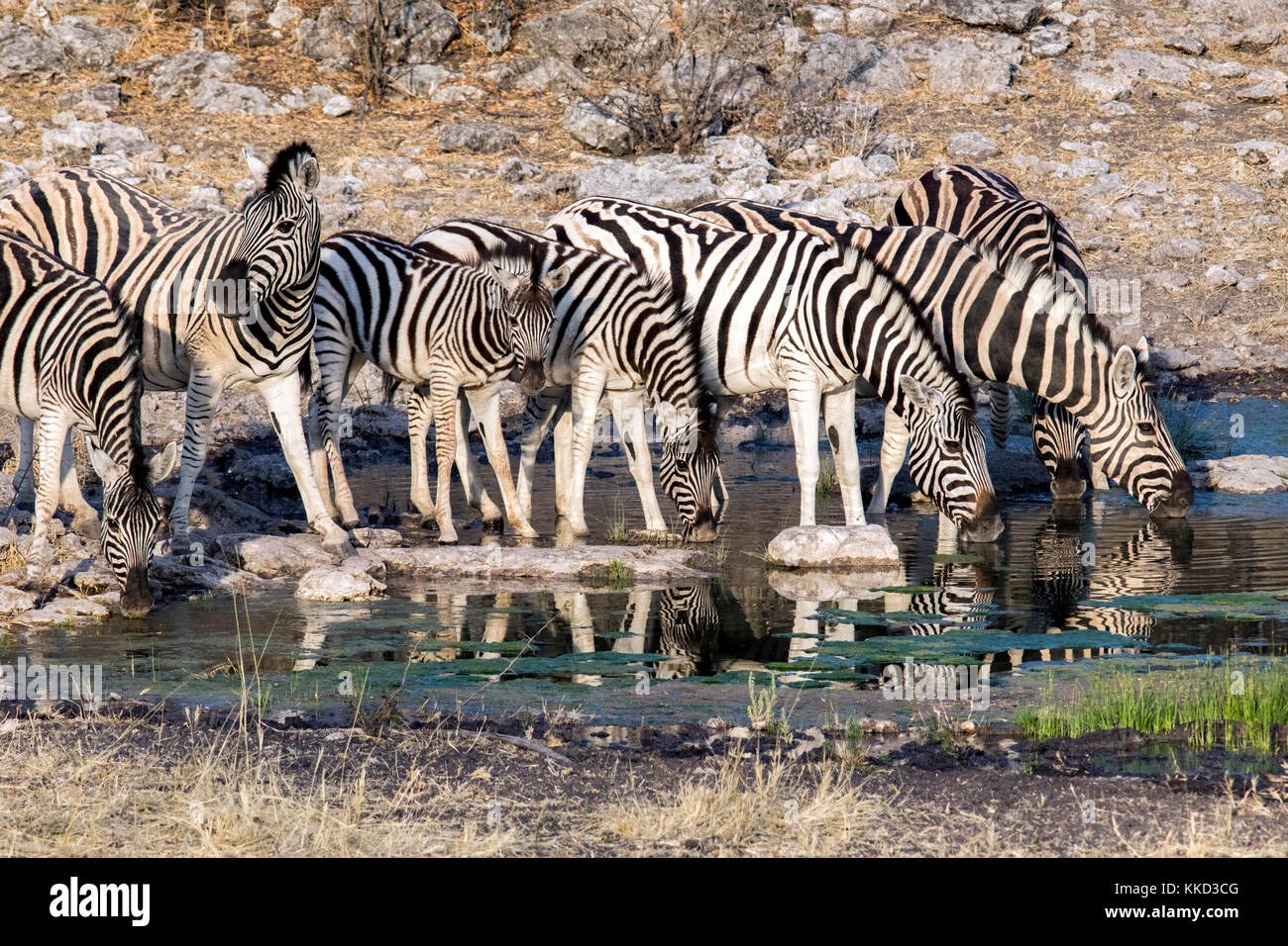 Burchell's Zebra trinken am Wasserloch - tamboti Luxus Campingplatz, onguma Game Reserve, Namibia, Afrika Stockfoto
