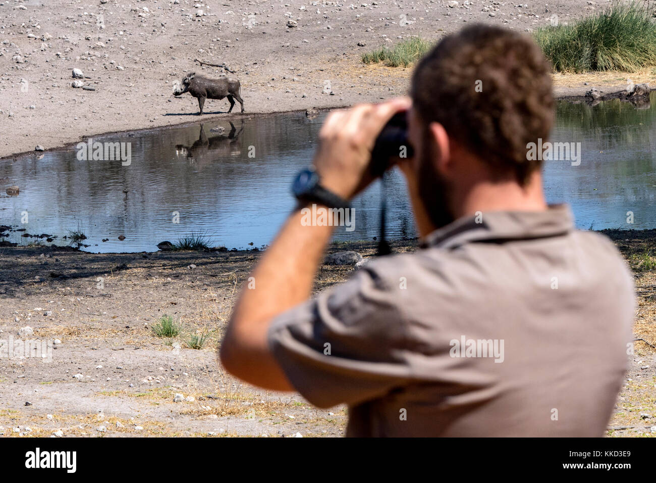 Tierbeobachtungen am Wasserloch - Onguma Tented Camp, onguma Game Reserve, Namibia, Afrika Stockfoto