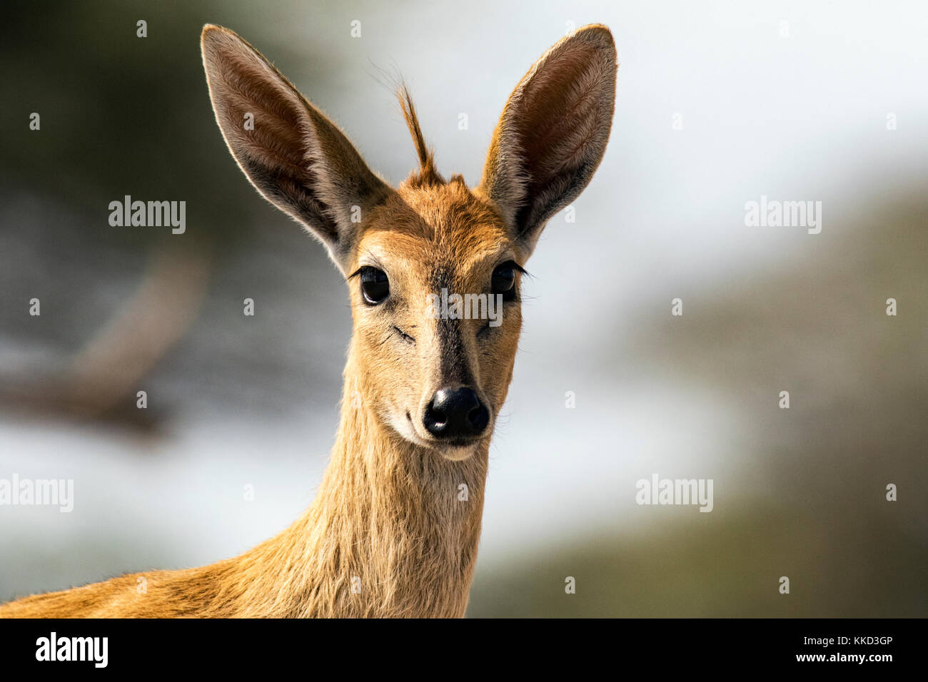 Common duiker (sylvicapra grimmia) - onkolo verbergen, onguma Game Reserve, Namibia, Afrika Stockfoto