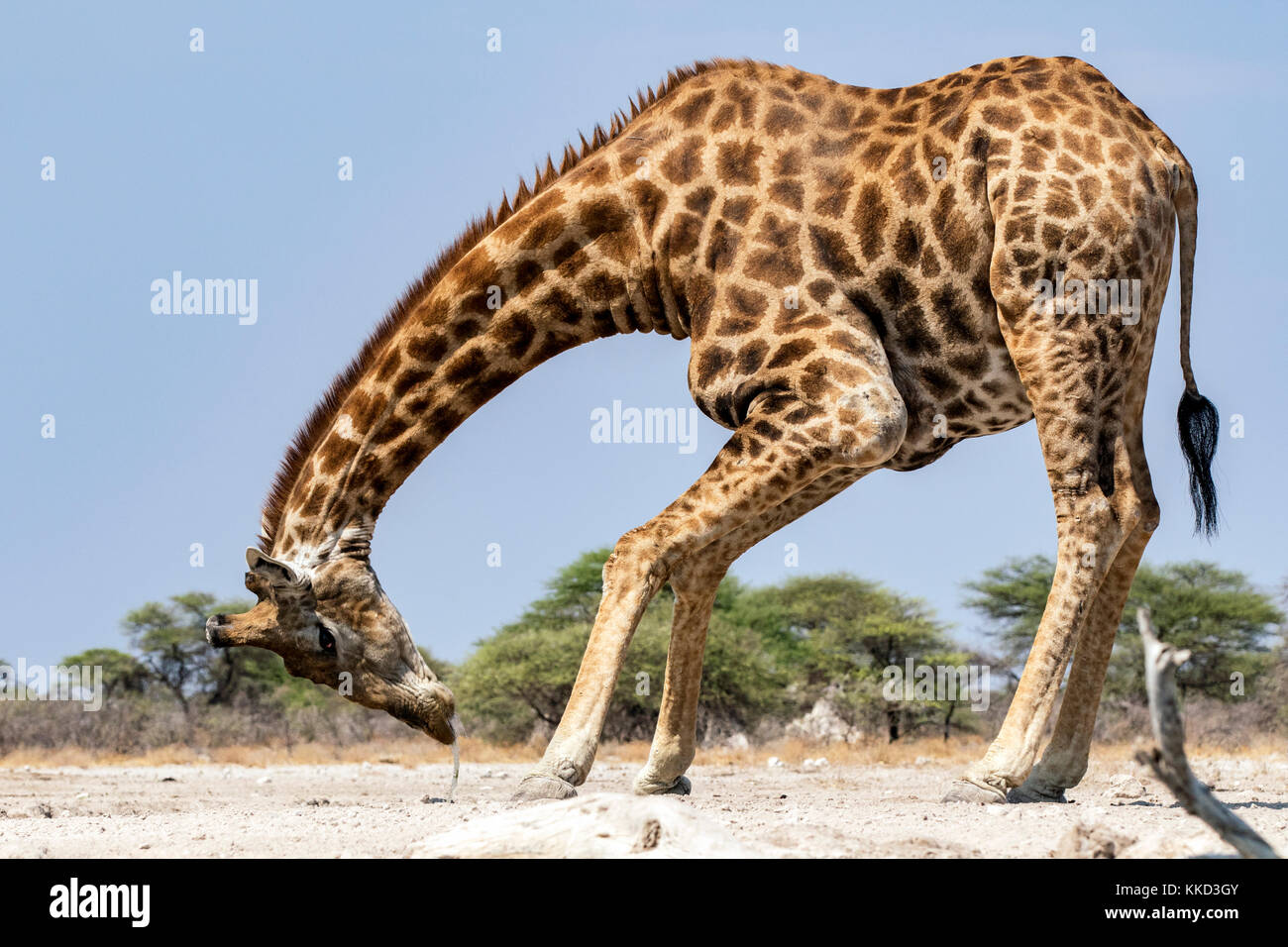 Giraffe am Wasserloch trinken - onkolo verbergen, onguma Game Reserve, Namibia, Afrika Stockfoto