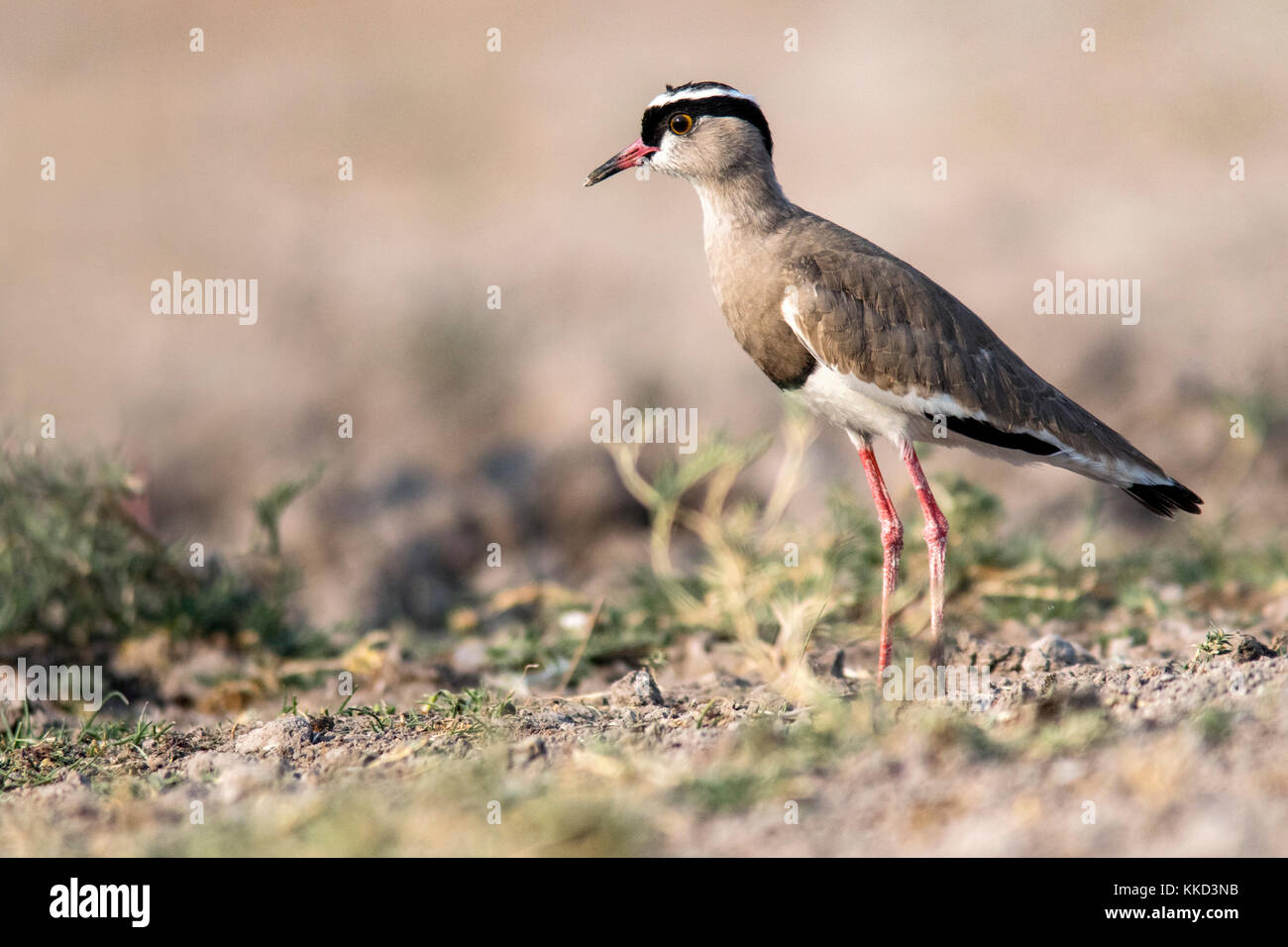 Gekrönt Kiebitz oder gekrönt plover (Vanellus coronatus) - onkolo verbergen, onguma Game Reserve, Namibia, Afrika Stockfoto