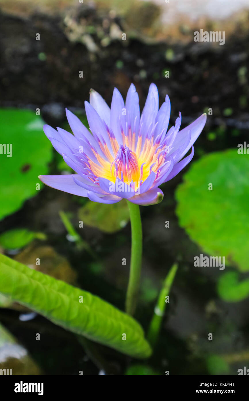 Nahaufnahme der Ein wenig schöne Blume im Wasser eines Brunnens im Garten wächst Stockfoto