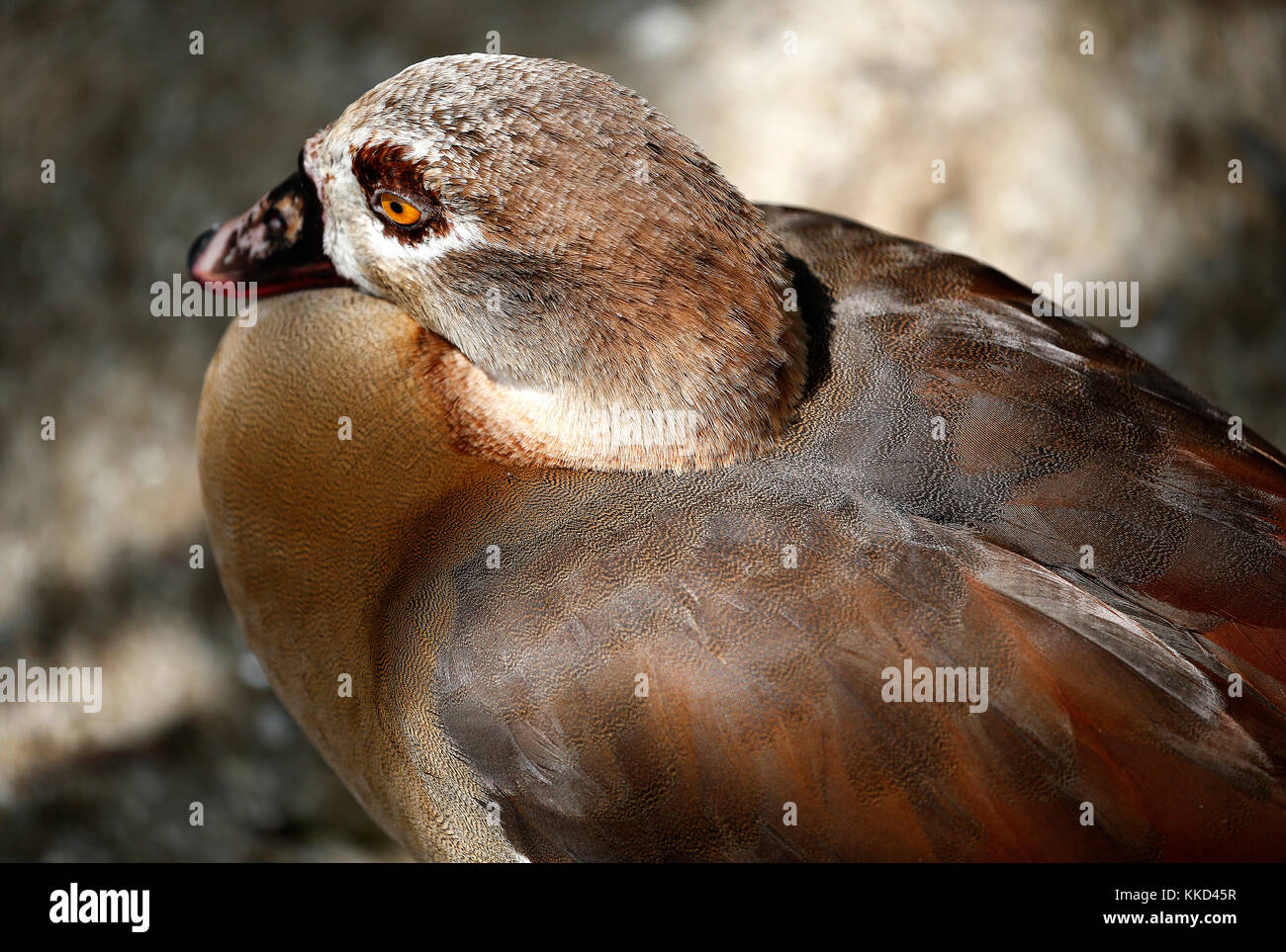 Ente sitzt in Putrajaya Feuchtgebiet, Malaysia. Stockfoto