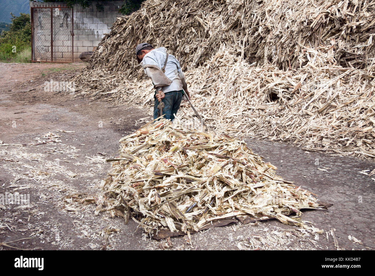 Venezuela, 22. November 2010: Der Mann, der schwere Last von Zuckerrohr Abfällen in ländlichen Zuckerfabrik Stockfoto