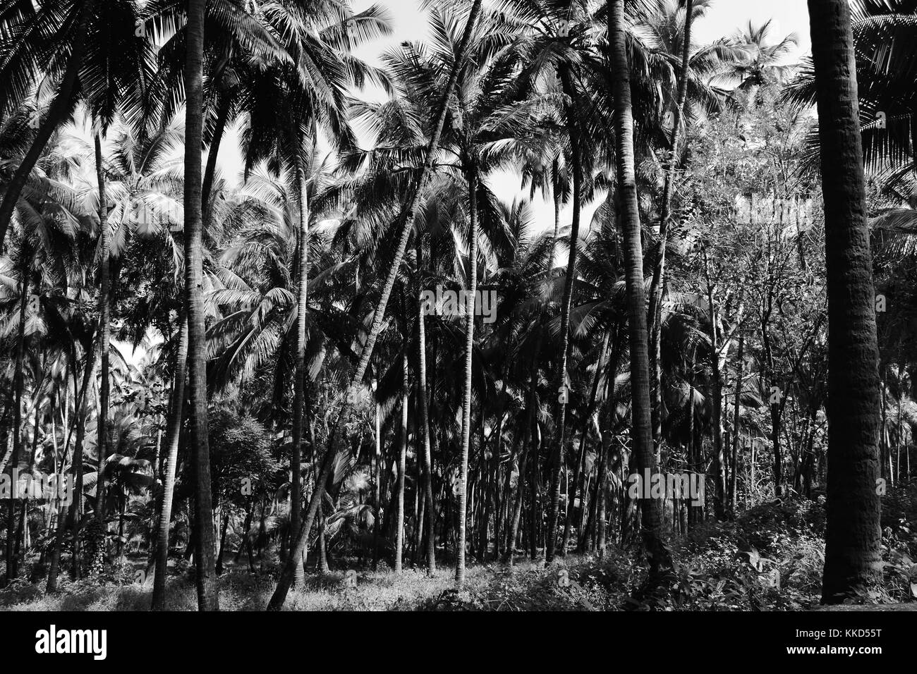 Ein dichtes Hain aus Kokospalmen in Schwarzweiß, Old Goa, Indien. Stockfoto