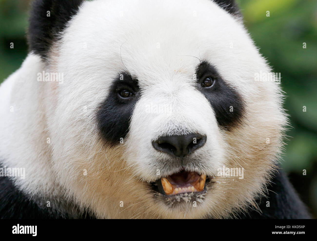 Panda in den National Zoo, Malaysia. Stockfoto