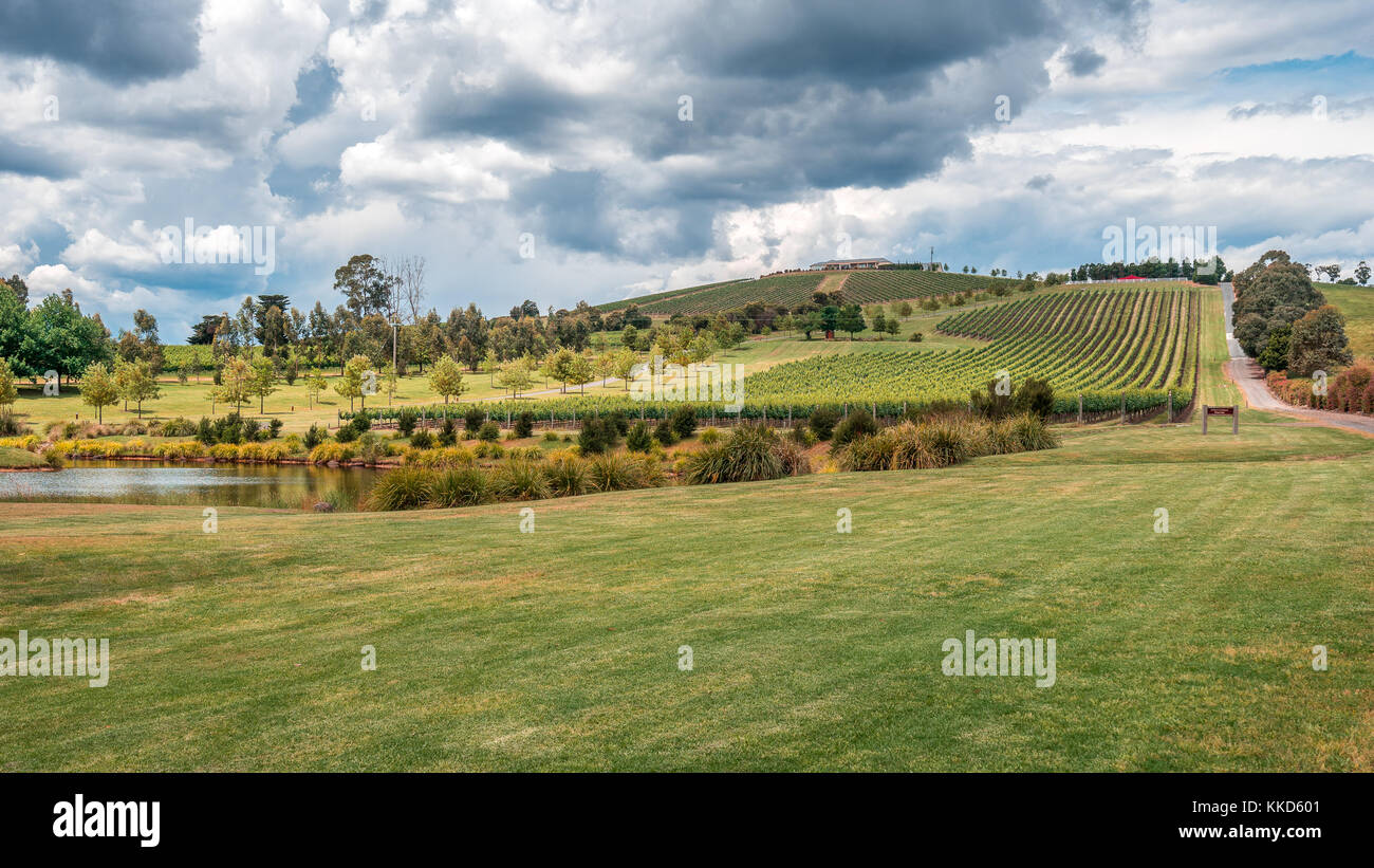Yarra Valley Winery Stockfoto