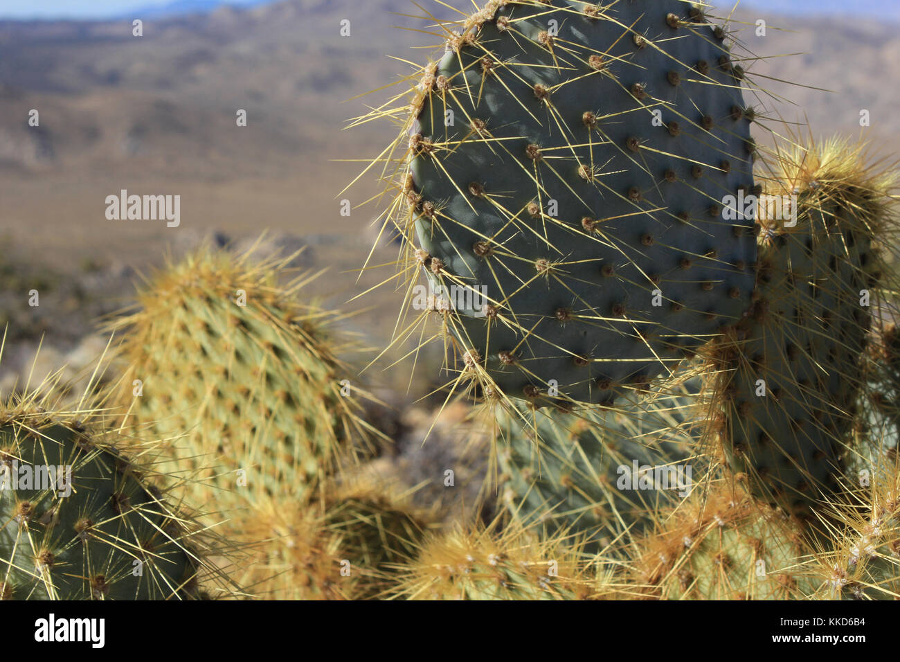 Joshua Tree National Park, Kalifornien Stockfoto