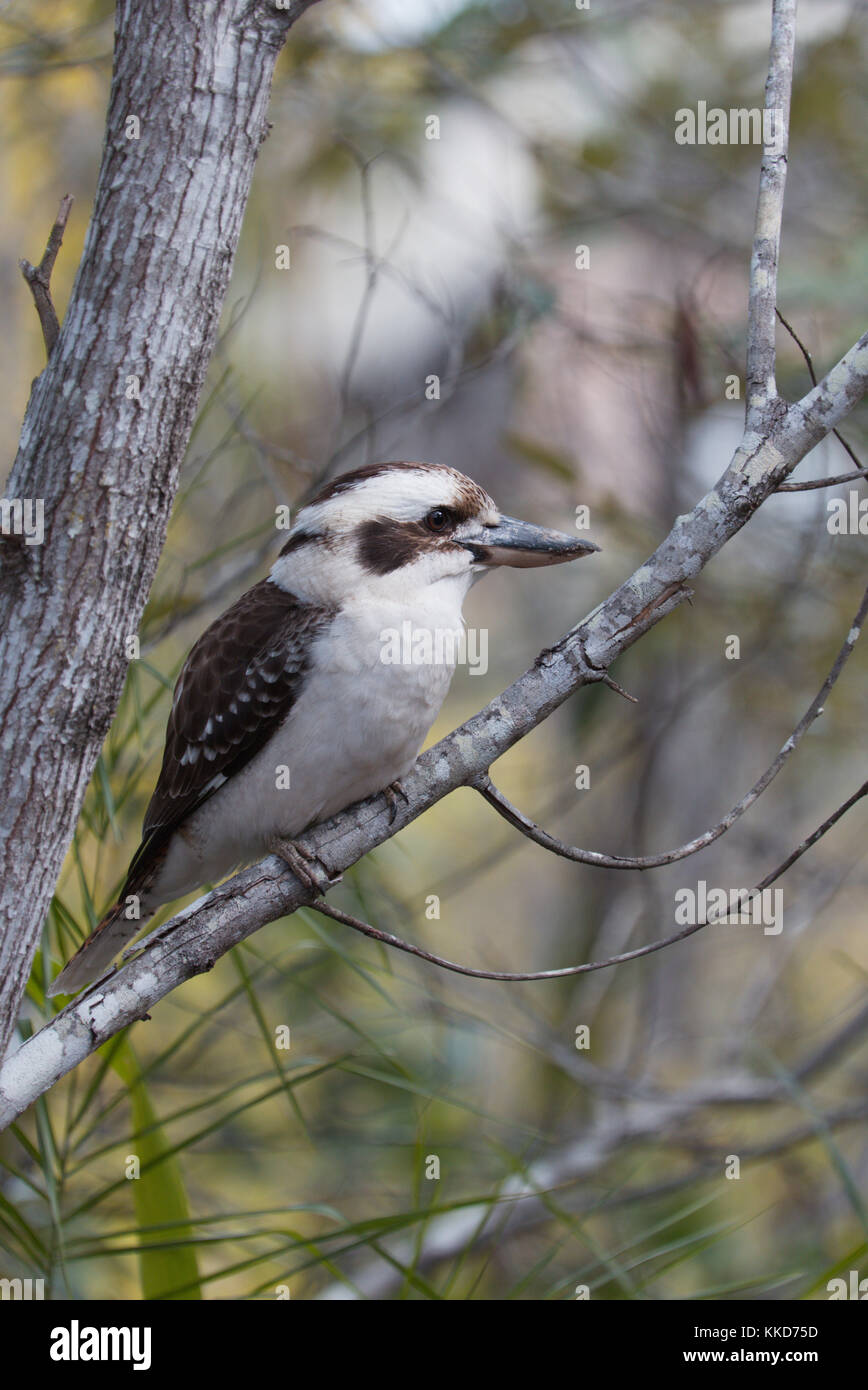 Australischen Kookaburras sind terrestrische Baum eisvögel der Gattung Dacelo nur in Australien und Neuguinea. Stockfoto