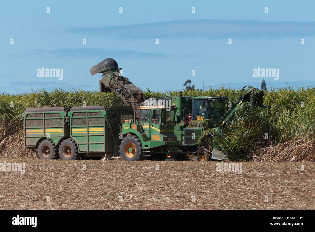 Mechanische Zuckerrohr Ernte Maschinen bei der Arbeit mit der Ernte der jeweiligen Frucht begonnen wird in der Nähe von Bundaberg Queensland Australien Stockfoto