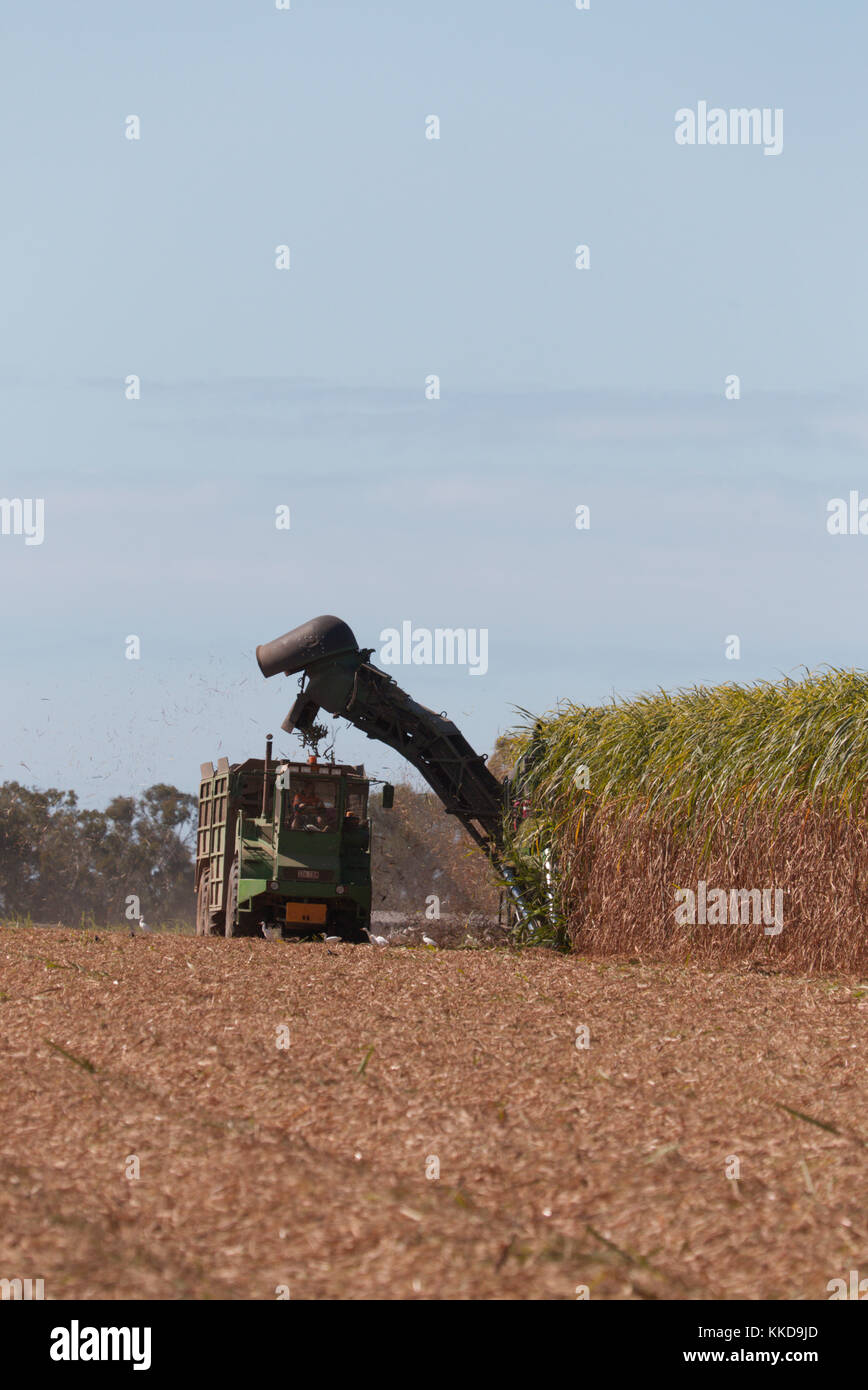 Mechanische Zuckerrohr Ernte Maschinen bei der Arbeit mit der Ernte der jeweiligen Frucht begonnen wird in der Nähe von Bundaberg Queensland Australien Stockfoto