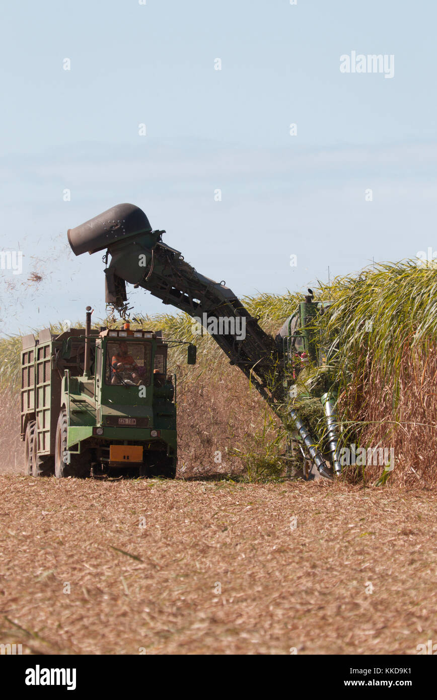 Mechanische Zuckerrohr Ernte Maschinen bei der Arbeit mit der Ernte der jeweiligen Frucht begonnen wird in der Nähe von Bundaberg Queensland Australien Stockfoto