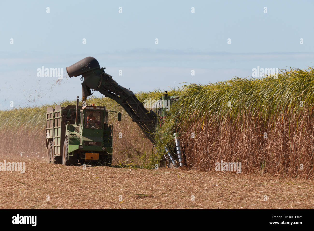 Mechanische Zuckerrohr Ernte Maschinen bei der Arbeit mit der Ernte der jeweiligen Frucht begonnen wird in der Nähe von Bundaberg Queensland Australien Stockfoto