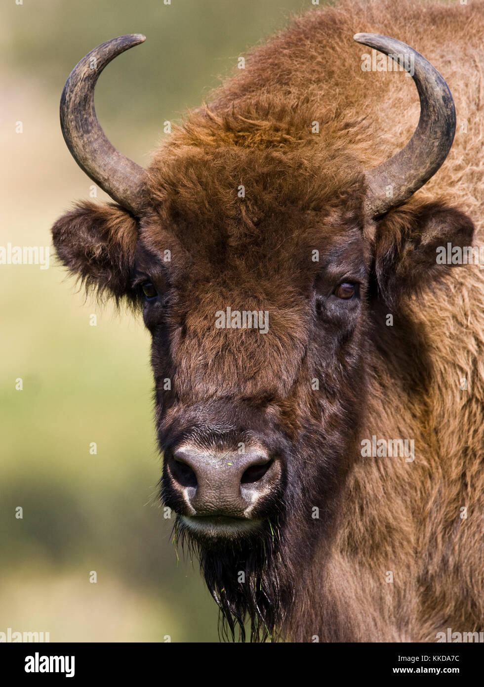 Wisent (Bison bonasus) - Europas größtes Land Säugetier- und ist jetzt in der Wildnis ausgestorben. Es gibt jetzt rund 3500 Bisons aus total ausgestorben gespeichert Stockfoto
