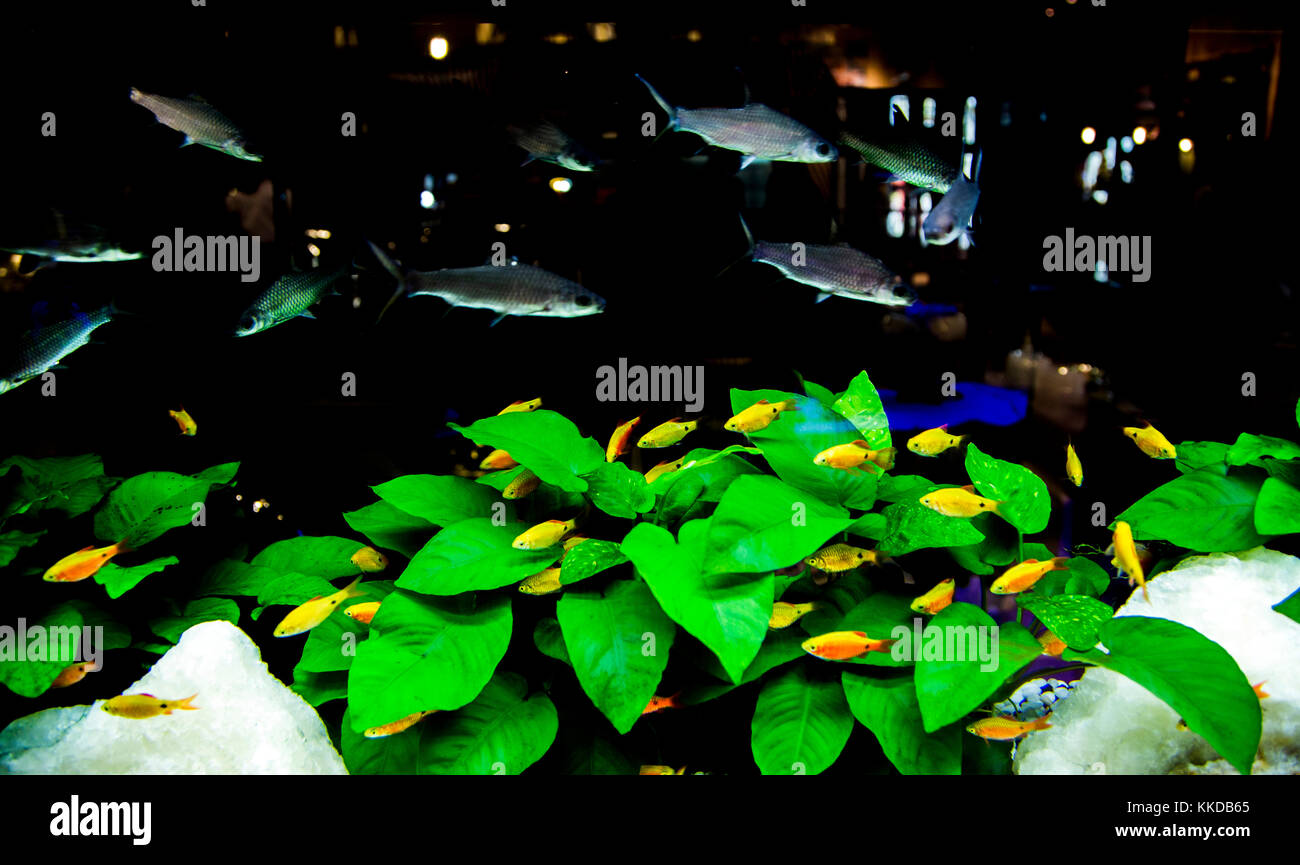 Nacht Aquarium dark Shop Stockfoto