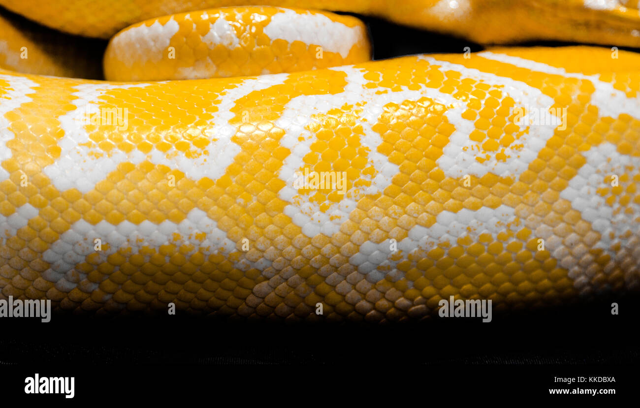 Nahaufnahme python Snake Skin für Hintergrund Stockfoto