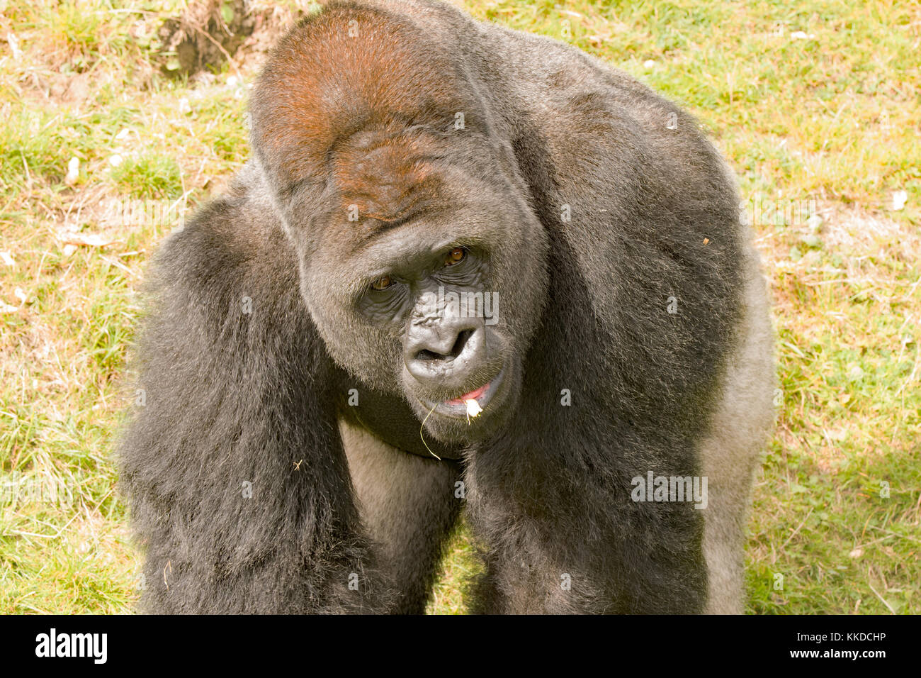 Nach Alpha Male Silverback Gorilla Resident in Port Lympne finden in Kent Stockfoto