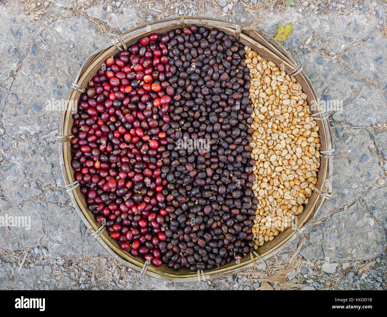 Kaffeebohnen Beeren trocknen natürlichen Prozess Kaffeebohnen Stockfoto