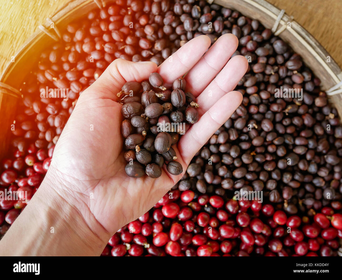 Getrockneten Beeren Kaffeebohnen in der Hand, Kaffeebohnen Beeren trocknen mit Sun natürlichen Prozess Stockfoto
