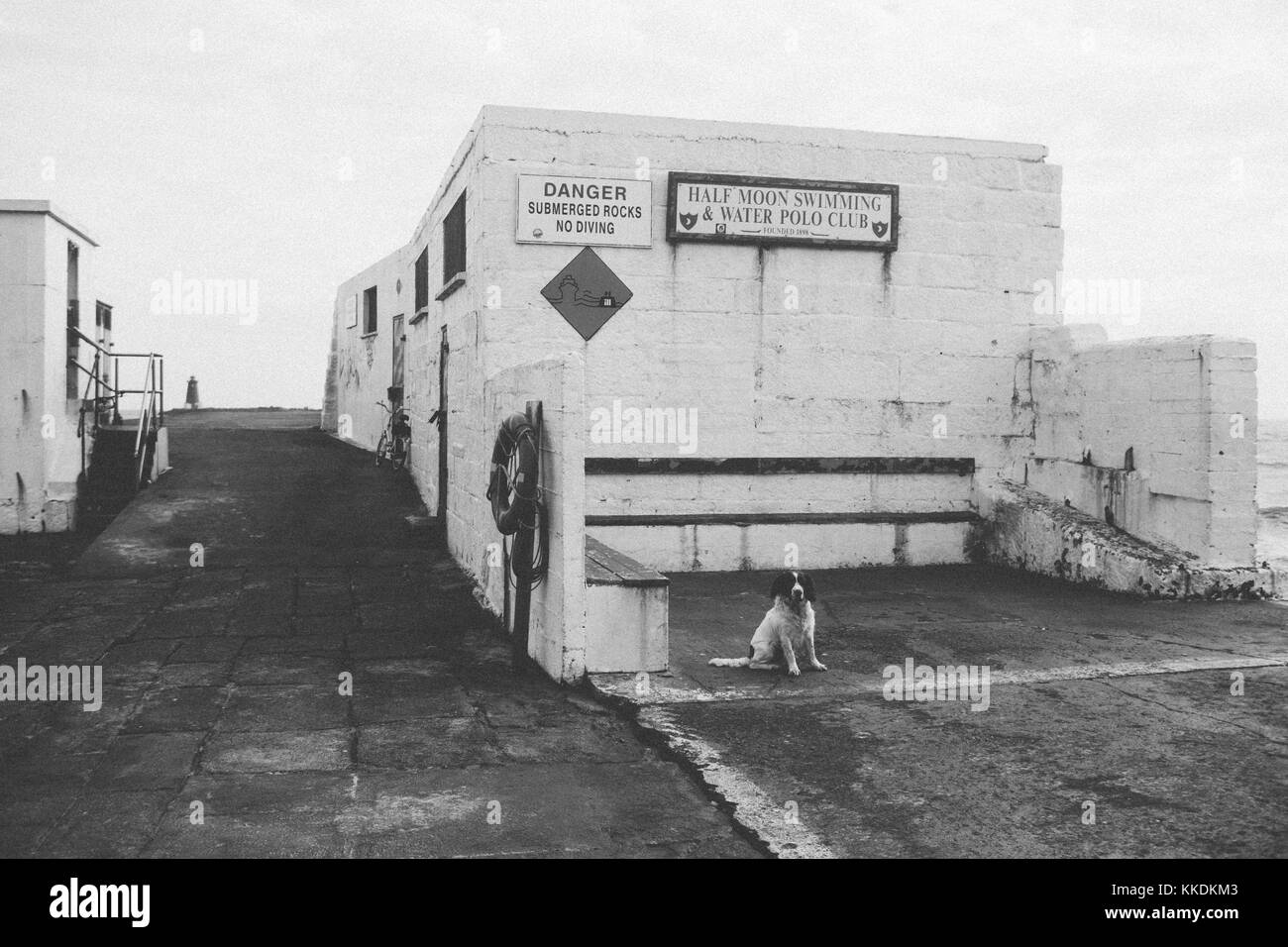 Hund sitzen und warten auf die Besitzer, gingen Schwimmen in der Irischen See in Half Moon Swimming Club im Süden stier Wand in der Bucht von Dublin Stockfoto
