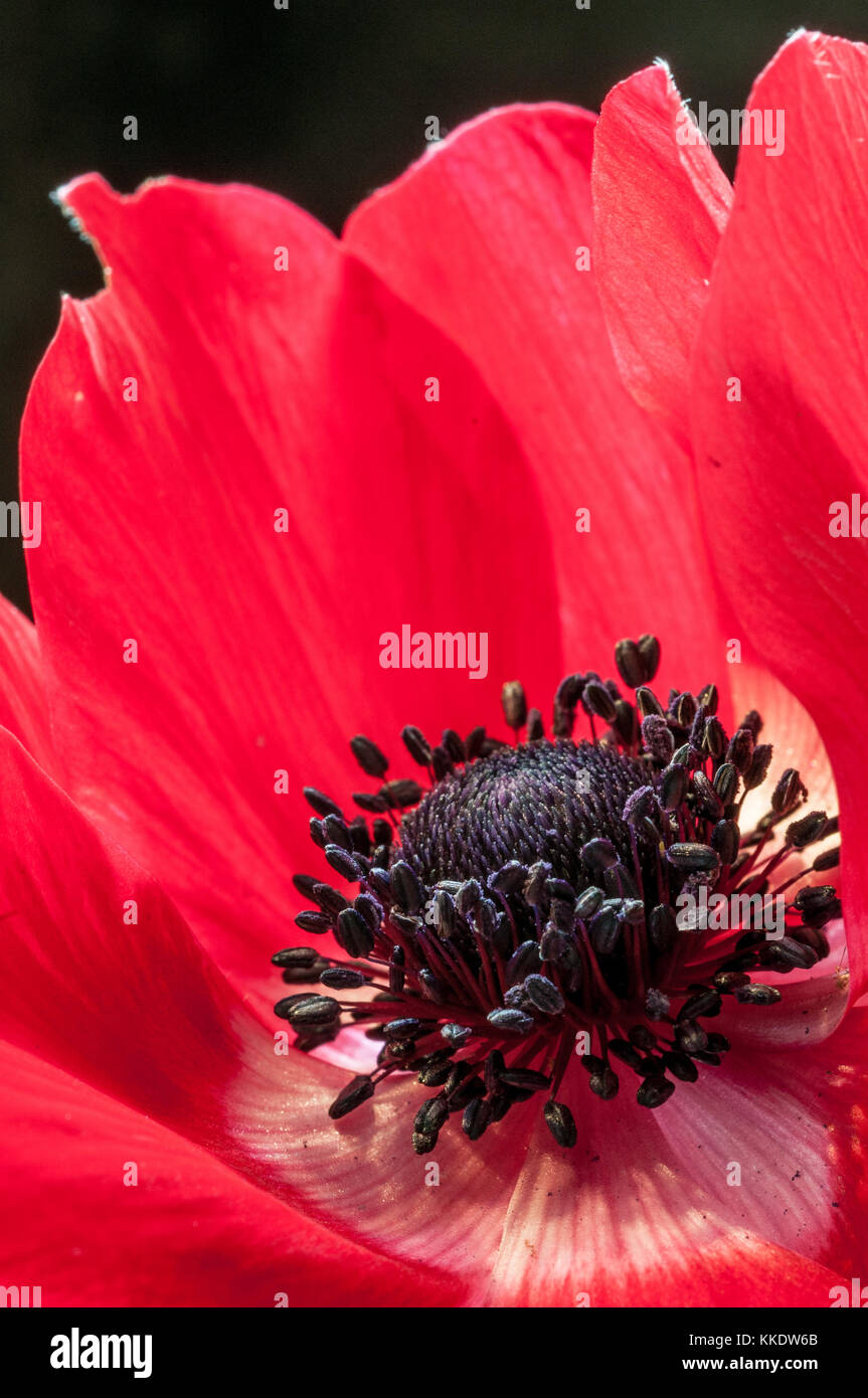 In der Nähe der Zentrum von einem roten Anemone de Caen Blume Stockfoto