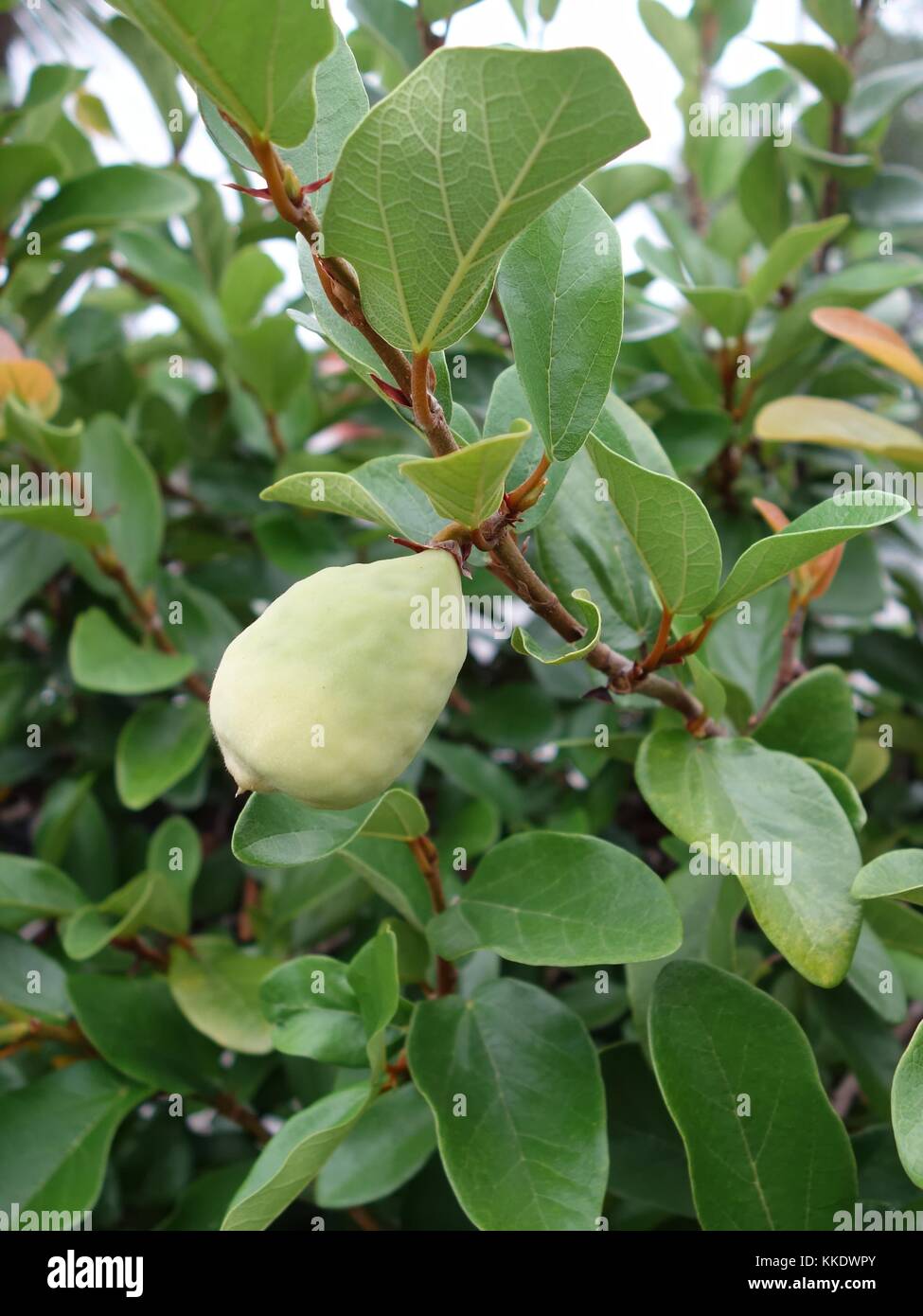 Die Blätter und grüne Frucht der Feigenbaum ficus pumila in Orlando, Florida, USA Stockfoto