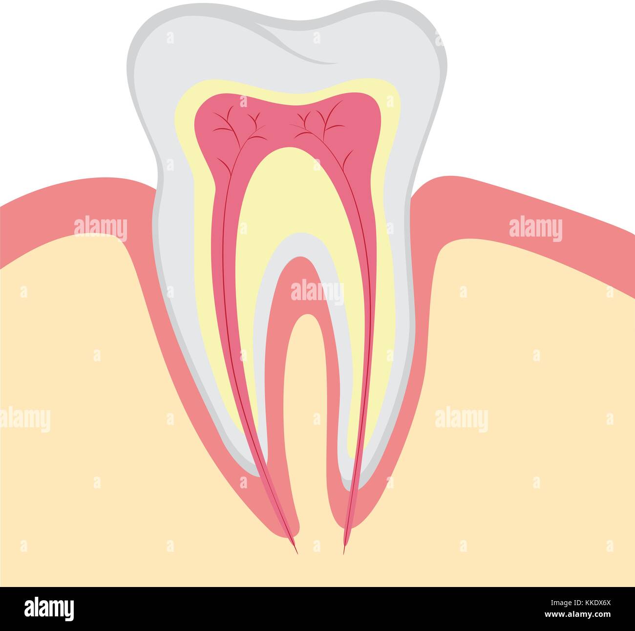 Struktur der menschlichen Zahn, Vektor, Abbildung Stock Vektor