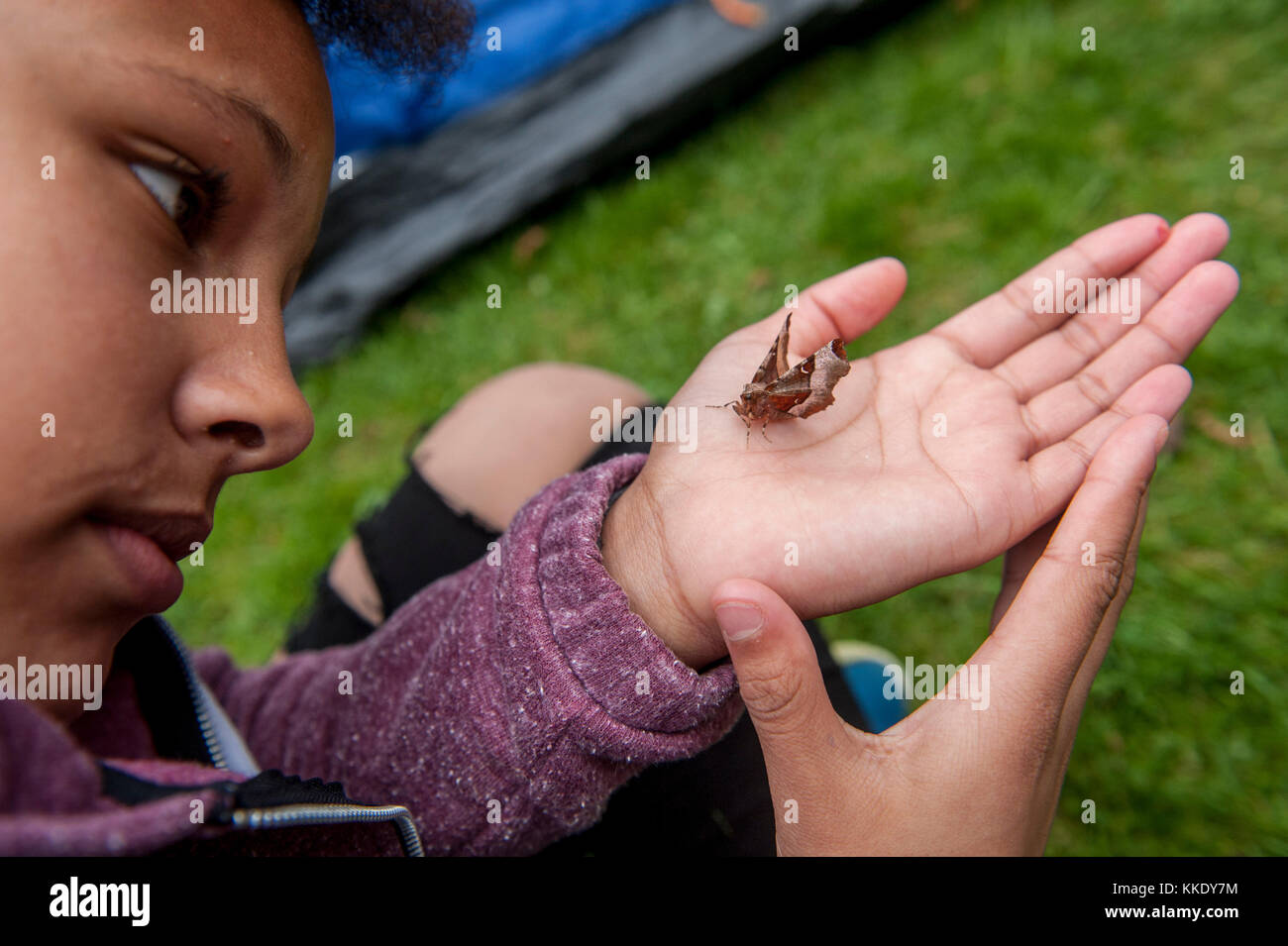 Big wild sleepout Event pix. Bilder der jungen Kinder/Kinder und Eltern, die in Ihrem Garten um von Nachmittag bis in die Nacht - Zeit, genießen Aktivitäten, wie eine Höhle, an Bugs auf der Suche nach Stellen für Hunde Igel, toasten Marshmallows um eine Feuerstelle, die Motten Trapping, auf der Suche nach nachtaktiven Tieren. Stockfoto