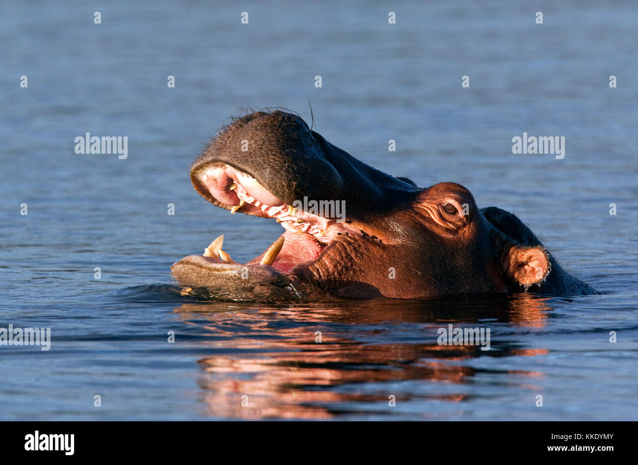 Ein Nilpferd (Hippopotamus amphibius) im Chobe Fluss Chobe National Park in Botswana. Stockfoto