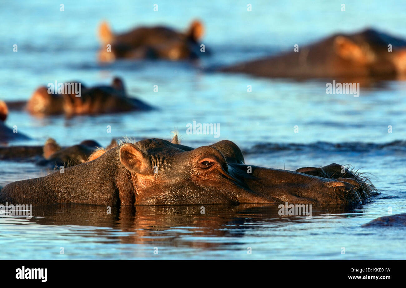 Ein Pod von flusspferd (Hippopotamus amphibius) im Chobe River im Norden Botswanas. Stockfoto