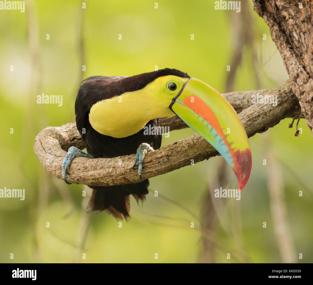 Kell-billed Toucan (Ramphastos sulfuratus). Panama Stockfoto